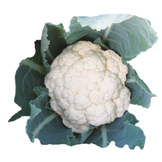KYI-446 Cauliflower From Known You Seed (India)-KYI